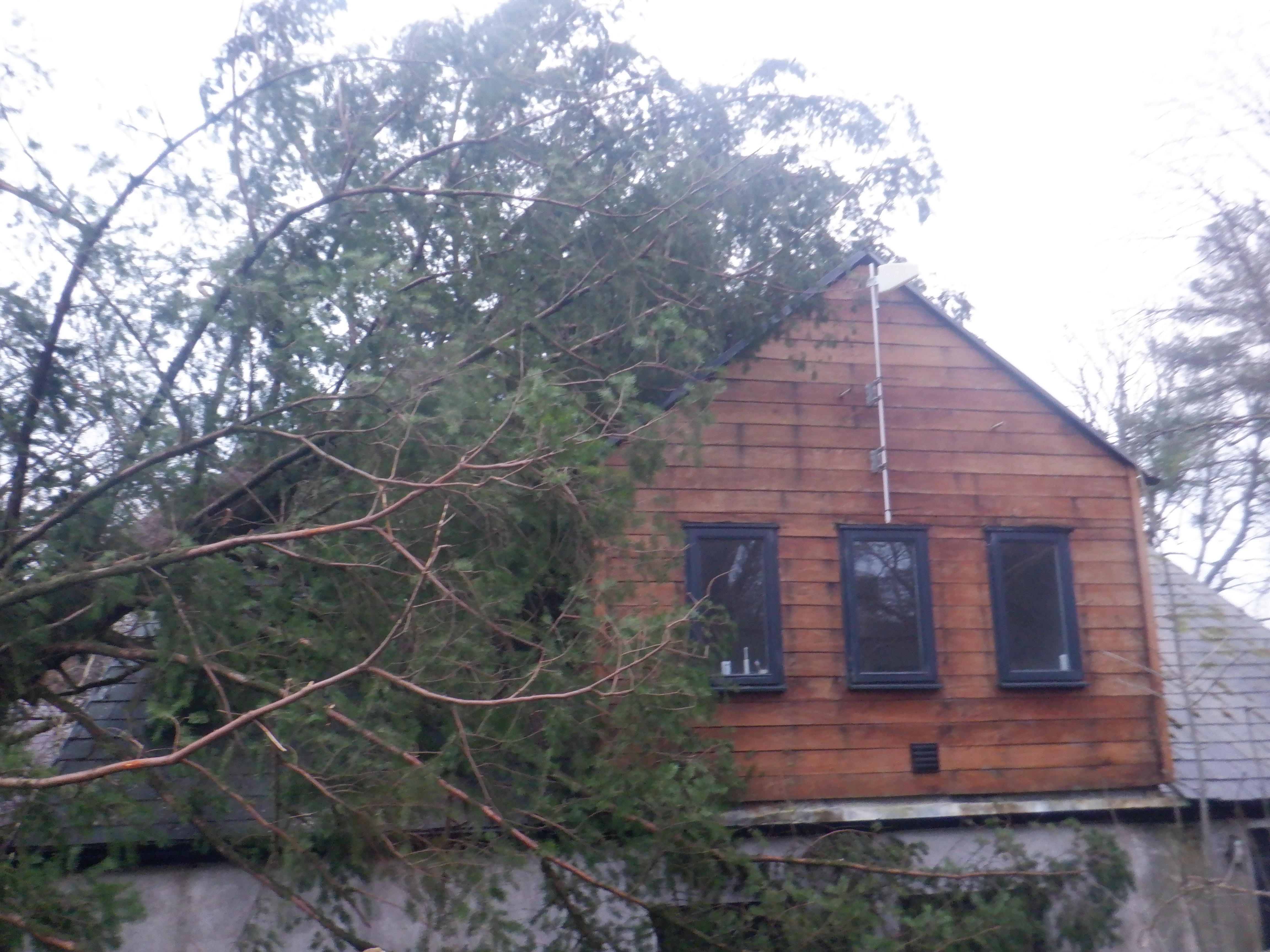 Storm Darragh Tree on House 2024